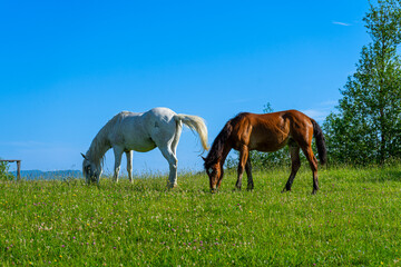 Obraz na płótnie Canvas Horses on green meadow on Carpathians mountains landscapes, Apetska mountain, Ukraine