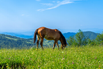 Fototapeta premium Horses on green meadow on Carpathians mountains landscapes, Apetska mountain, Ukraine