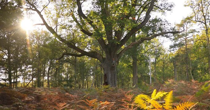 Le soleil se cache derri&egrave;re un grand ch&ecirc;ne en For&ecirc;t d'Ermenonville 