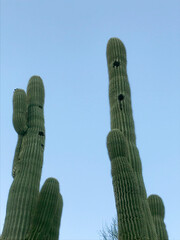 two tall desert saguaro cactus with bird nest burrow holes against clear bright blue Arizona sky