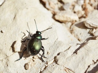 beetle on wood