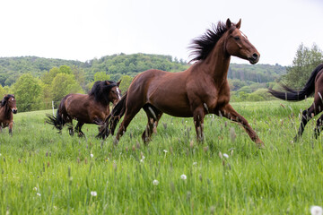 Pferdeherde im Galopp