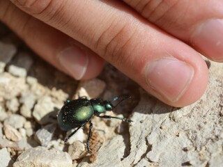 the bug on a hand