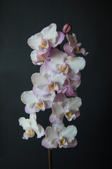 orchid doritaenopsis Lius Sakura KF on a black background