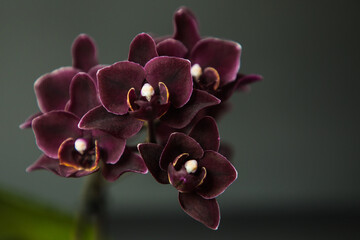 Phalaenopsis orchid black angel on a black background © Helen