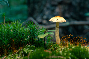 Autumn mushrooms in forest moss.