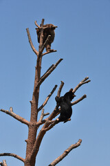Pair of Bear Cubs Climbing Up a Tree © dejavudesigns