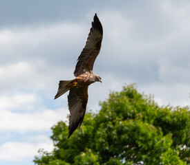 eagle flying across a cloudy sky
