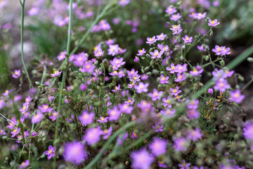 Small Pink Wildflowers Blooming in a Natural Meadow