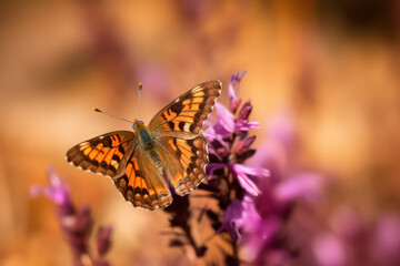 A detailed close-up shot of a delicate butterfly perched on a flower, showcasing the intricate patterns on its wings and the beauty of nature's tiny wonders