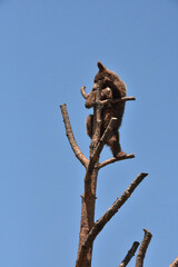 Climbing Black Bear Cub in the Top of a Tree