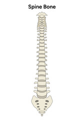 Human anatomy spine in vector