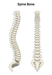 Human anatomy spine in vector