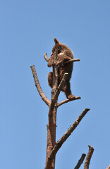 Fluffy Bear Club at the Top of a Dead Tree