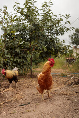 Two Roosters Standing in Outdoor Farmyard Setting