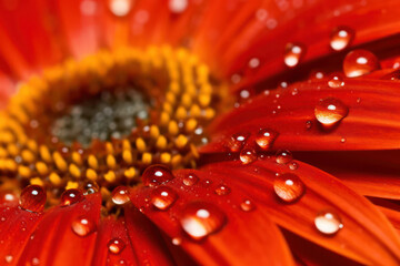 A stunning macro photograph of a delicate water droplet on a vibrant flower petal, capturing the intricate details and natural beauty up close