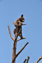 Brown Furred Black Bear Cub On Top of a Tree