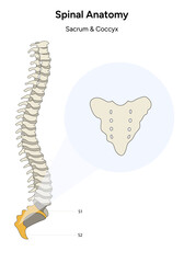 Spinal anatomy sacrum and coccyx spine back illustration 