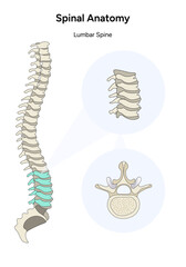 Spinal anatomy lumbar back illustration 