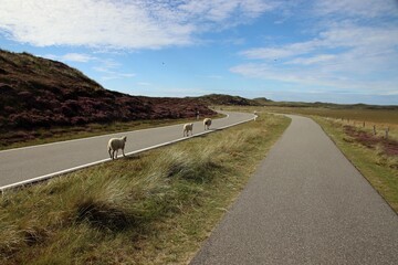 Drei Schafe laufen friedlich in der idyllischen Natur im n&ouml;rdlichen Naturschutzgebiet der deutschen Nordseeinsel Insel Sylt in der N&auml;he des Ellenbogens auf der Stra&szlig;e 