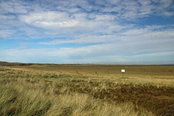 Sylt, Schafe, Ellenbogen, Watt, Deich, Wiese