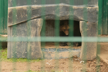 Fototapeta na wymiar European Eurasian Brown Bear Ursus Arctos Arctos In Cage. Small Teddy Bear