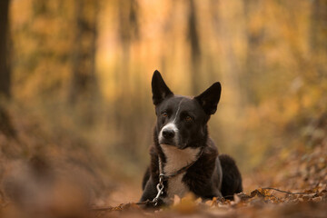Naklejka premium Herbstlicher Spaziergang