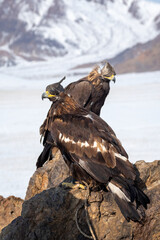 Two golden eagles are resting in a stone against the background of a snowy mountain. Hunting golden eagles in a leather hat. Hunting with eagles. Portrait of a bird with a hat.  Vertical view.