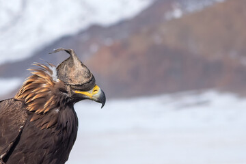 Portrait of a hunting golden eagle in a leather hat. Hunting with eagle. Portrait of a bird with a head covering. Copy space.