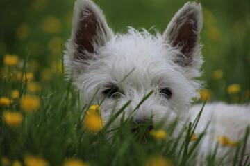 West highland white terier in grass