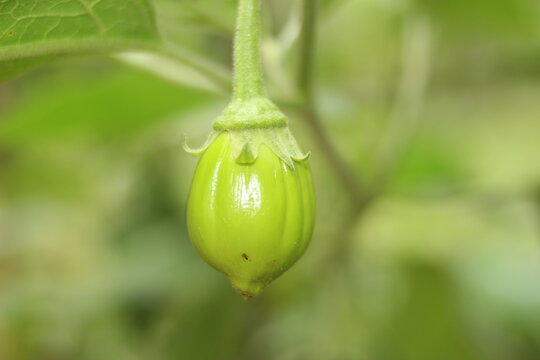 Scarlet Eggplant Some Cut Half Stock Photo by ©flanovais 390412778