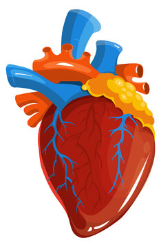 Human heart. Medical illustration. Cartoon anatomy organ