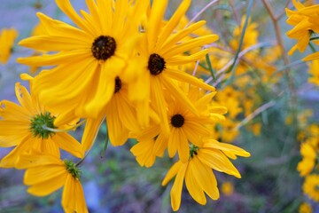 flower, yellow, 네이처, flower, 뜰, 여름, 식물, 해바라기, 블로섬, 봄, 미, 개화, 데이지, 꽃, 식물, 민들레, 매크로, 들판, 꿀벌, 변색, 계절, 나뭇잎, orange, 근접