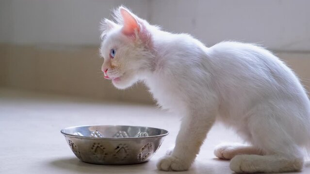 Cute white fluffy kitten sitting near food bowl and drinking milk from a bowl. Cute ginger domestic cat sitting on floor and drinking milk water from its bowl. Fluffy pet in cozy home.