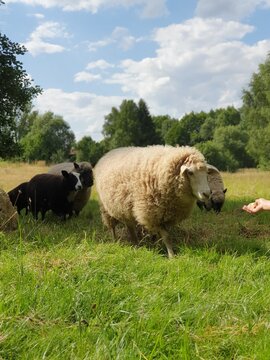 sheep in the field