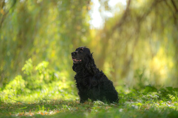 Un chien noir de race cocker spaniel dans un parc à Barcelone 