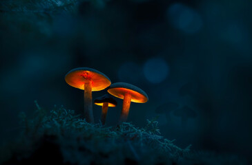 Fototapeta na wymiar mushroom in the forest
