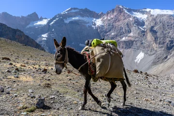 Rolgordijnen Donkey in the mountains of Tajikistan. © Evgeniy