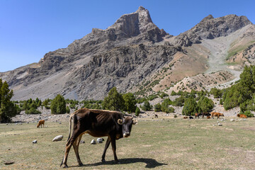Cow in the mountains of Tajikistan.