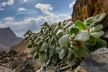 A unique plant in the mountains of Tajikistan.