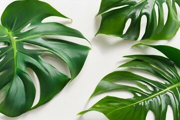 Monstera leaves, Monstera Plant's Leaves, Tropical green leaves background, tropical forest plant