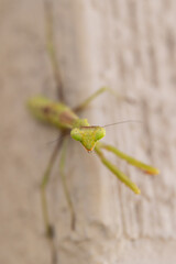 praying mantis 
