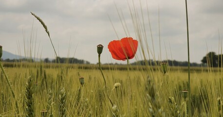 poppy in the field