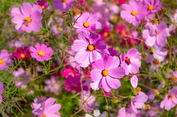 秋の花壇に咲くピンク色のコスモスの花