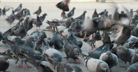 pigeons on the beach