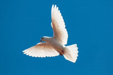 White peace dove flying free isolated on blue sky background.