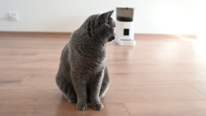 smart cat feeder Scottish cat is waiting for food. feeder for pets. automatic feeding of pet food. modern technologies. feed in the feeder. nutrition by time. domestic cat