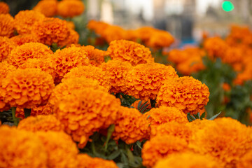 Fototapeta premium Bright orange cempasuchil flower for the Traditional Day of the Dead Celebration. 