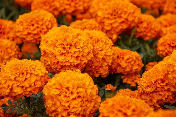 Bright orange cempasuchil flower for the Traditional Day of the Dead Celebration. 