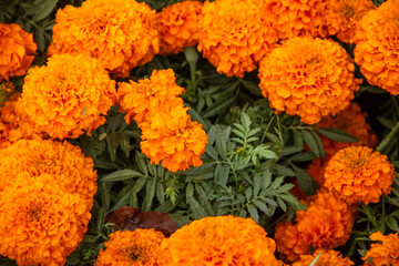 Bright orange cempasuchil flower for the Traditional Day of the Dead Celebration. 